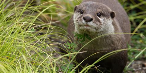 buy an otter|buy asian small clawed otter.